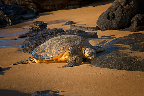 sunset hawaii turtle maui kaanapali nikond800 nikon28300mm