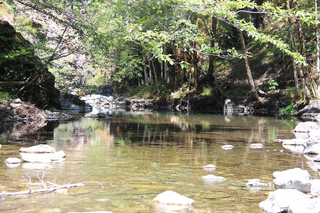 Forest Hill Pools