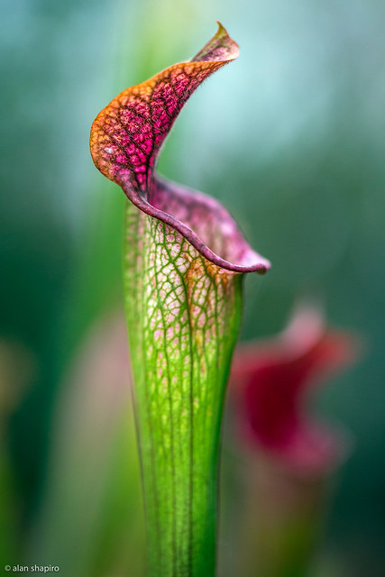 Pitcher plant waiting for a beer
