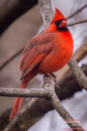 New Year's Eve cardinal by The Suss-Man (Mike), I was able to get off work early for New Year's Eve and was hoping to photograph the last sunset of