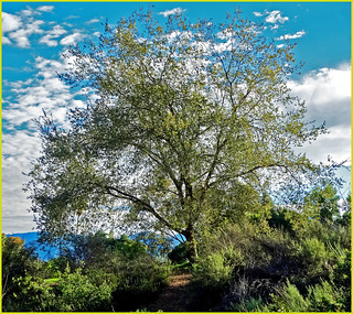 Tree, Caroline Park 3-9-14