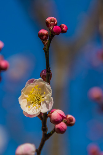 Ome-4316 | by Sarah Sutter