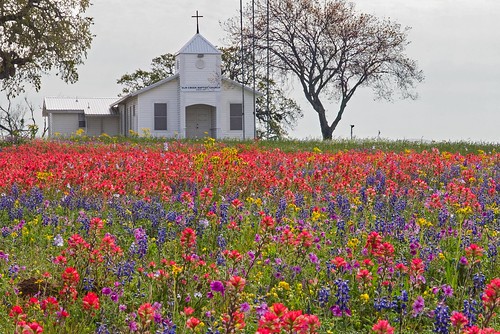 texas wildflowers