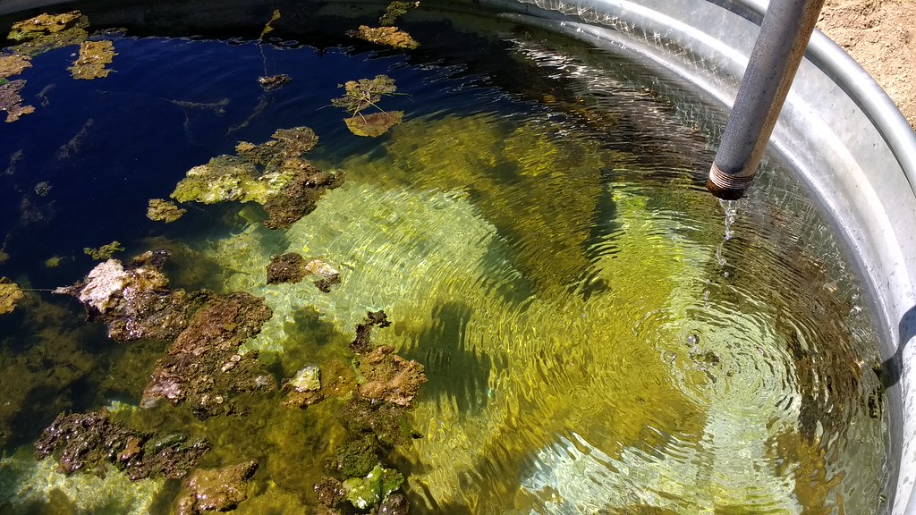 WR104 Algae in Cattle Tub | 80 gallon galvanized steel tub w… | Flickr