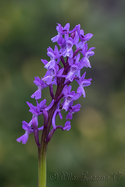 Orchis Olbiensis.