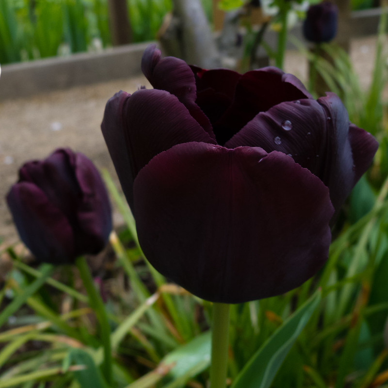 Tulip, New Place, Stratford
