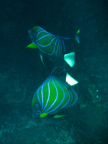 Similan Islands, Thailand