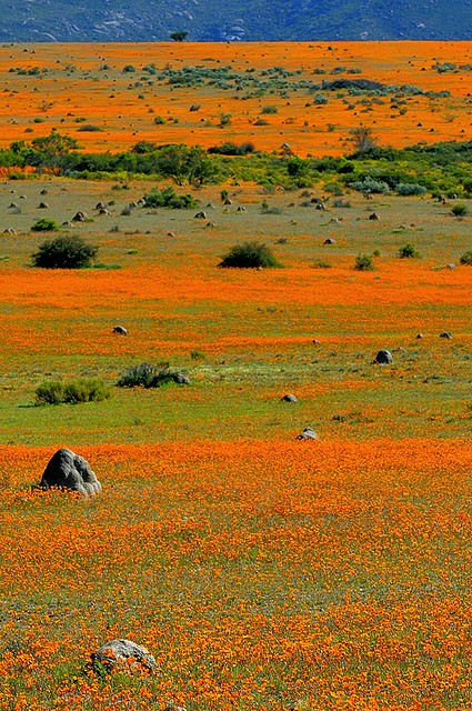South Africa, Namaqualand