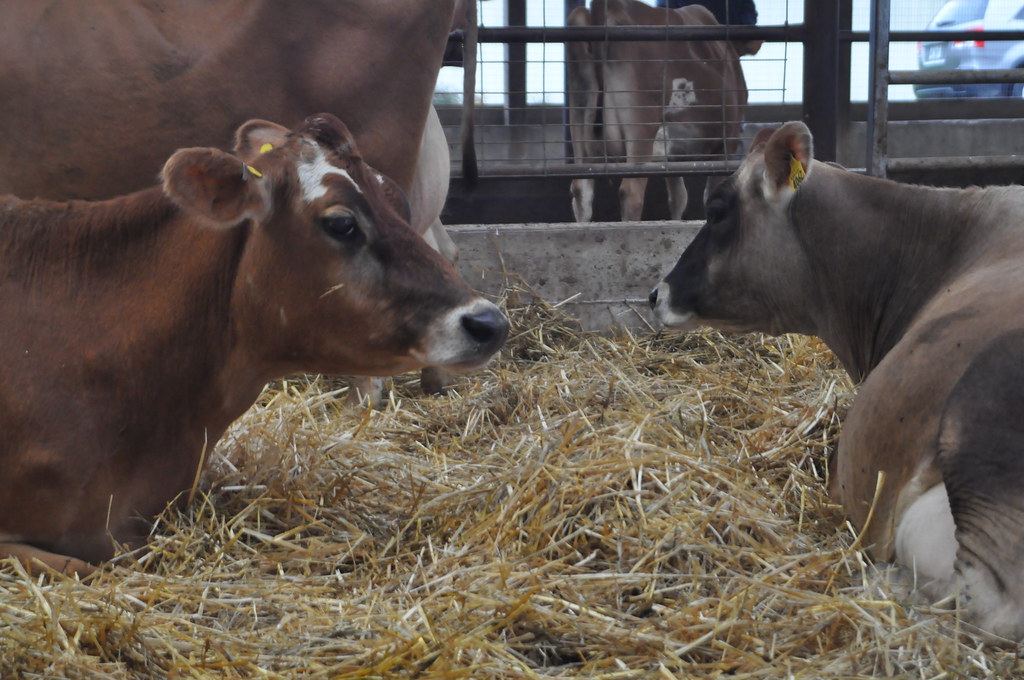 Retared Cows Cattle Resting | If used, credit must be given to the United… | Flickr