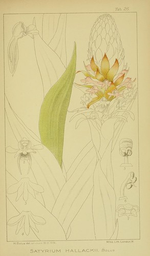 n256_w1150 | Icones orchidearum austro-africanarum extra-tro… | Flickr