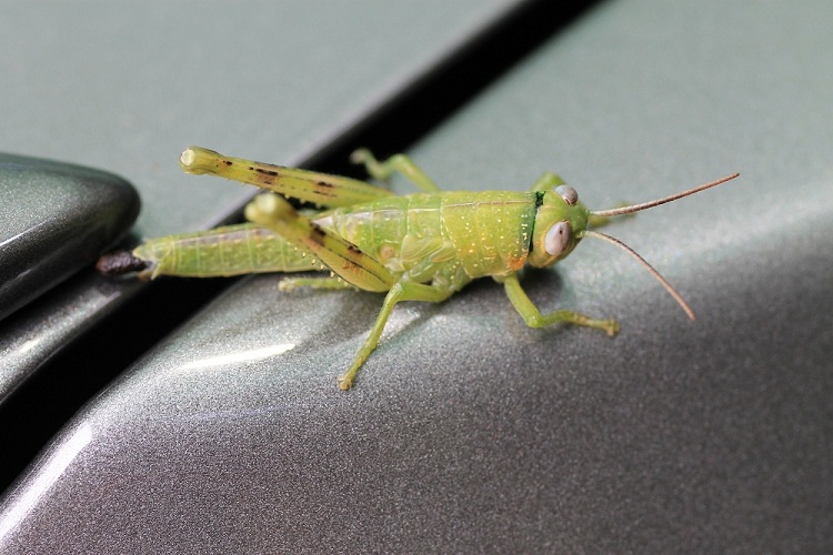 Grasshopper about to crap on Holden Cruze