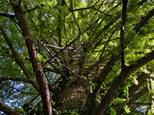tree green beauty nikon hungary branch coolpix ladder fa p90 gyula magyarország zöld ág létra szépség ágak mocsáriciprus whitecypress nikonp90 laddertothebeauty létraaszépségbe