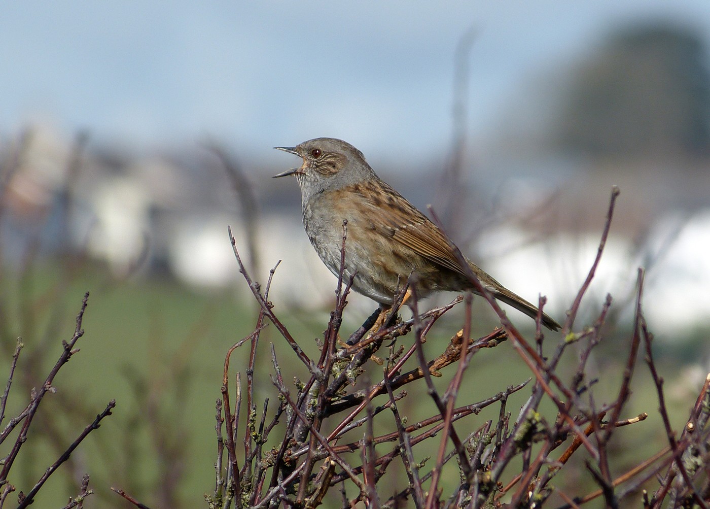 P1060970 - Dunnock at the Knap, Barry