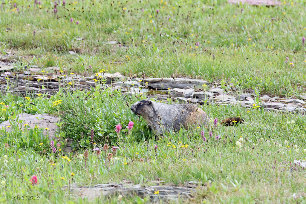 Hoary Marmot_IMG_0268_edited-1 | Hoary Marmot (Marmota calig… | Flickr