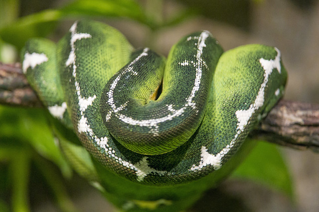 Quite green snake