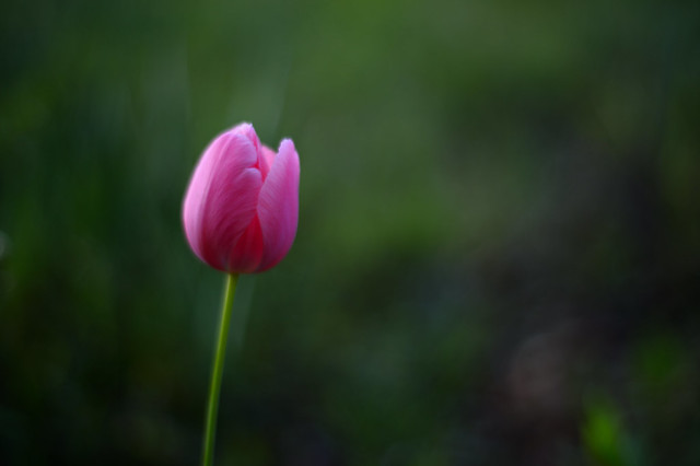last tulip of this year