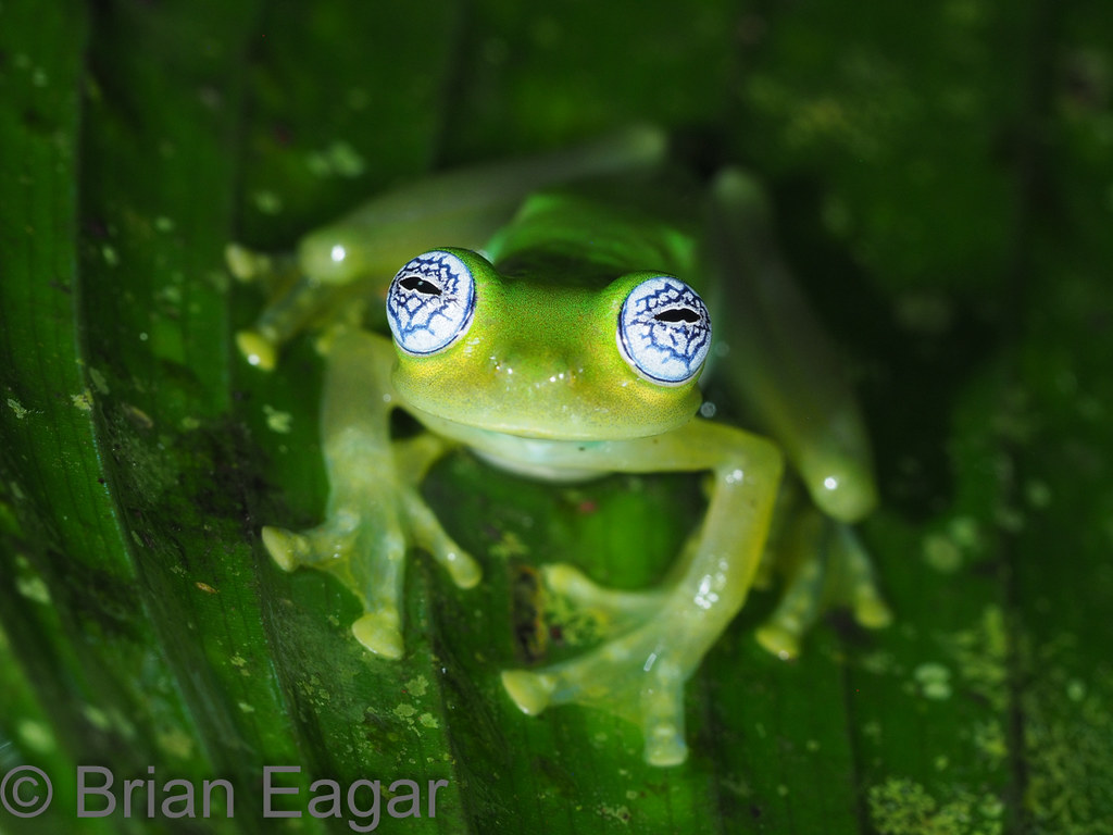 Ghost Glass Frog, Ghost Glalss Frog (Sachatamia ilex) For E…