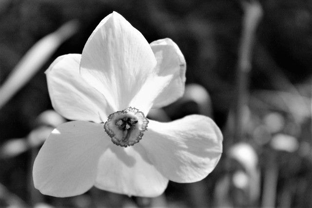 Sherwood Gardens ~ pretty white Daffodils