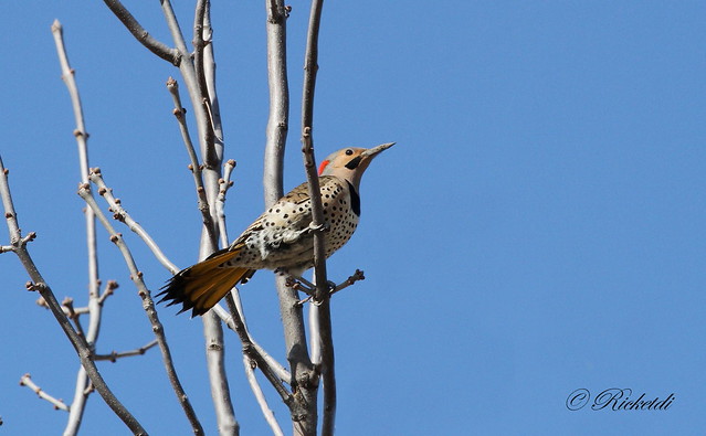 *** Pic flamboyant / Northern flicker male