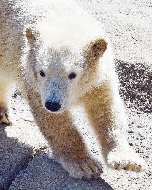 Polar Bear Cub at The Columbus Zoo 4/24/17