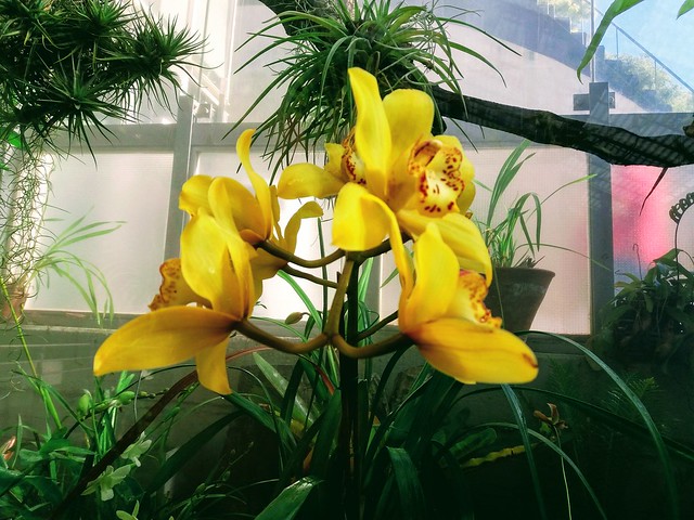 Orquideas amarillas. Jardin Botánico de Madrid.