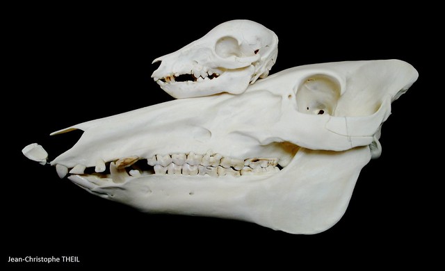 Comparaison Crânes de Sanglier Adulte et Juvénile / Adult and Juvenile Wild Boar Skulls Comparison