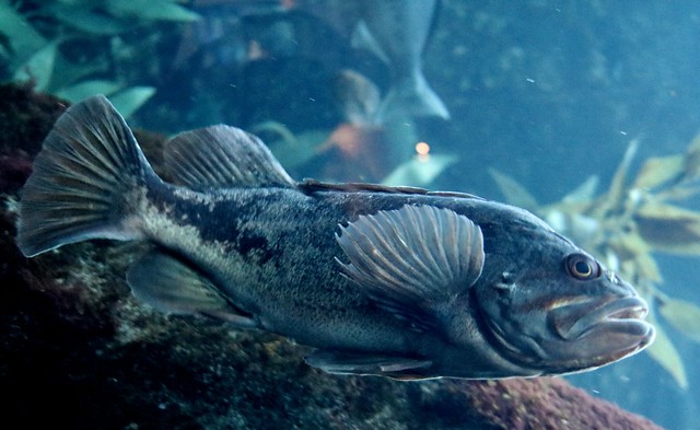 Monterey Bay Aquarium -
