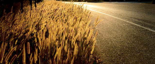 Golden grass field beside the road with sunset light