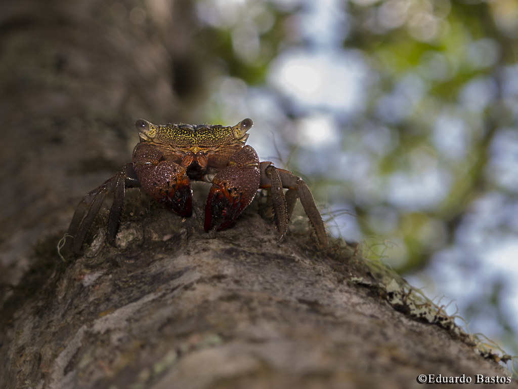 Aratu-marinheiro / Mangrove Tree Crab – Aratus pisonii