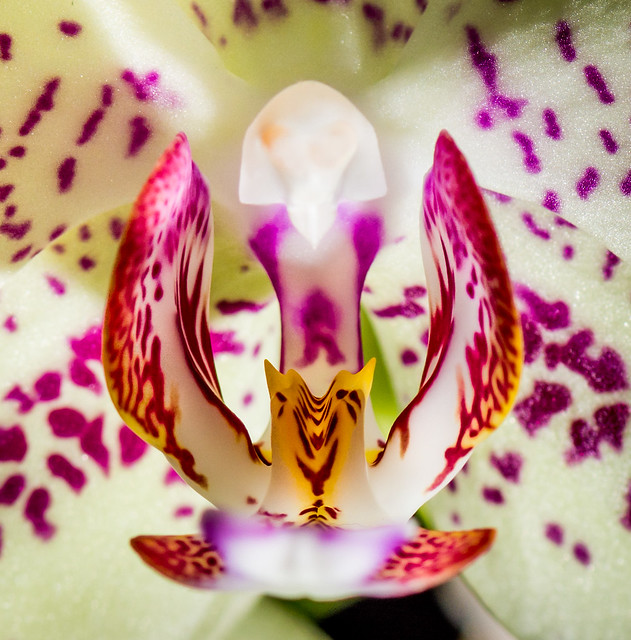 Heart of the Orchid