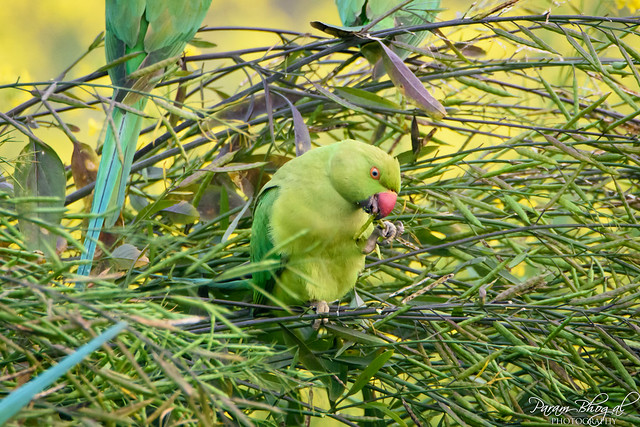Parakeet Munching Radish Pods (DSG_0650)