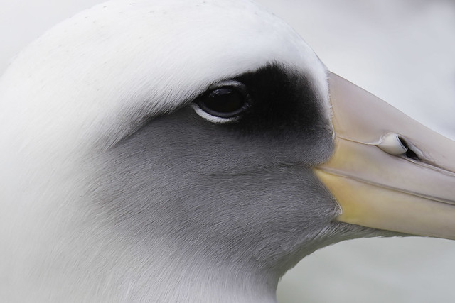 Laysan Albatross Detail