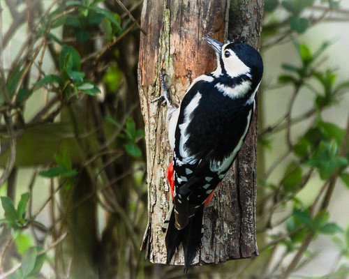 Greater Spotted Woodpecker, female