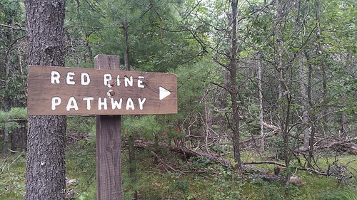 2016 roscommonredpines pine sign tree sthelenmi michigan