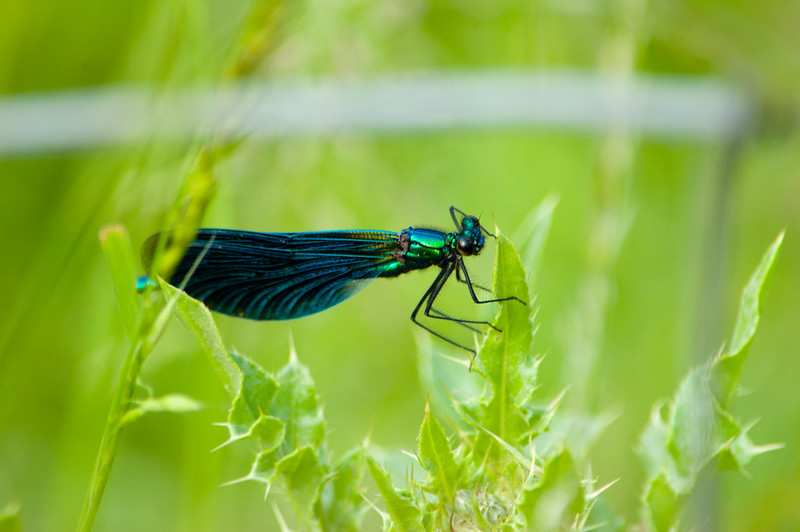 Beautiful demoiselle