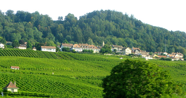 Swiss vineyards- 12'000 photos on Flickr