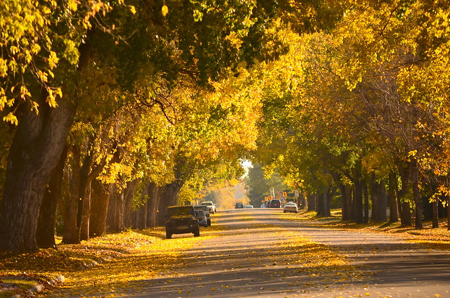 Saskatchewan Avenue ~Autumn