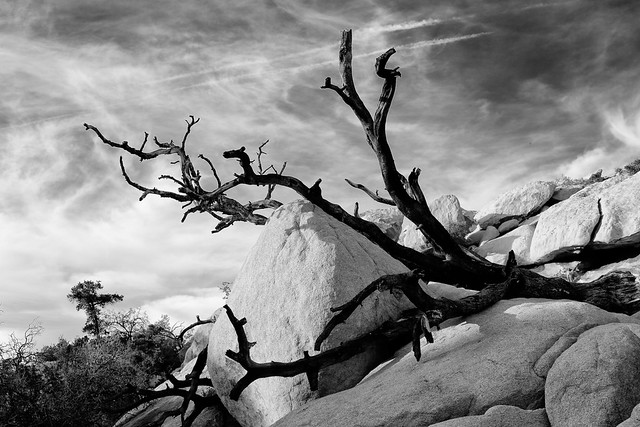 Dead Ancient Juniper - Jjoshua Tree National Park