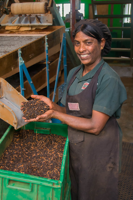 Worker 2, Glenloch Tea Factory, Sri Lanka