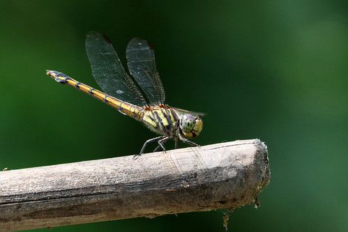 dragonfly thailand insect nature nakhonsawan kongkien