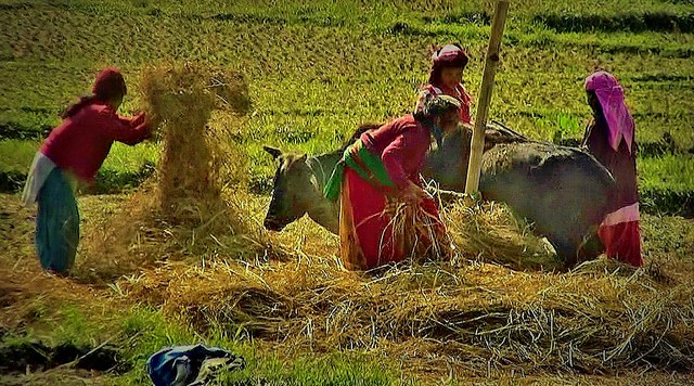 NEPAL, Auf dem Weg nach Pokhara, Bauern bei der Ernte (serie ) , 16053/8314