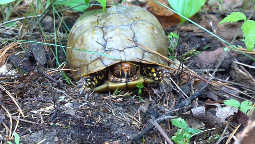 Three Toe Box Turtle- Terrapene carolina triunguis | by Adam Hamlin