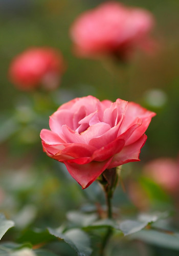 Rose, Roman, バラ, 浪漫(ロマン), | Rose, Roman, バラ, 浪漫(ロマン), Hybrid… | Flickr