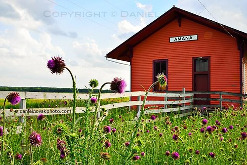 old orange plant field station rural train fence unitedstates bright thistle iowa trainstation ia bloom historical amana