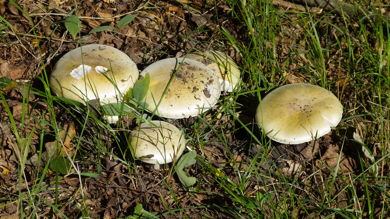 Death caps