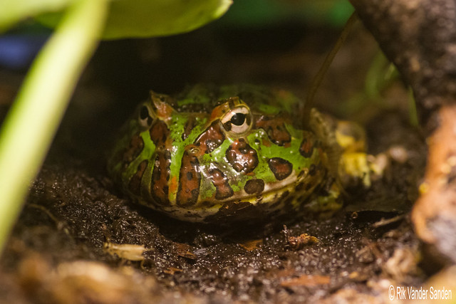 Prachthoornkikker - Argentine wide-mouthed frog or Pacman frog - Ceratophrys ornata