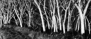 Tree trunks in February sunlight