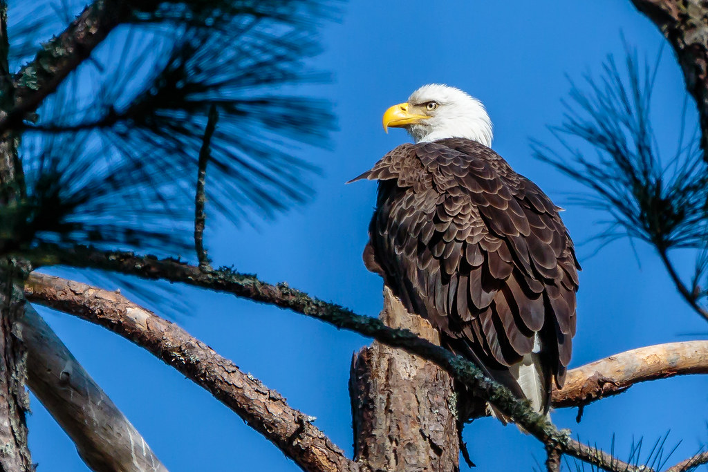 A Male Bald Eagle watching over his turf