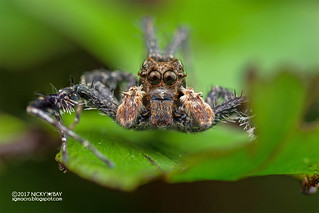 Jumping spider (Portia sp.) - DSC_3758