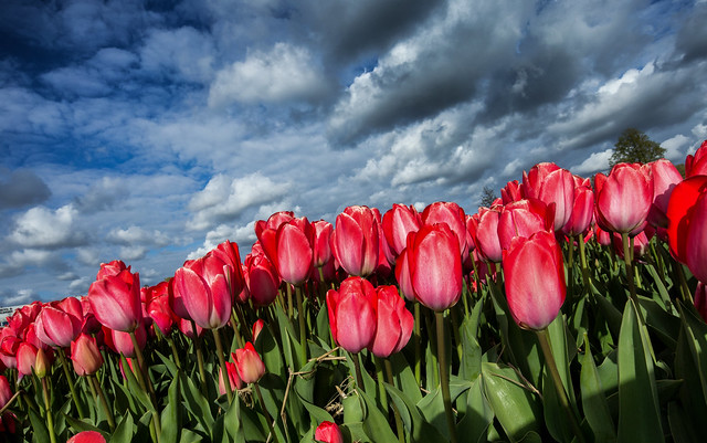 Stunning red tulips against dramatic clouds